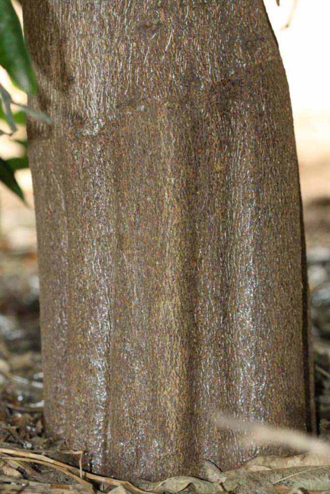           Bark (Riverside, CA)   